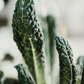 Kale toscano 200 gr