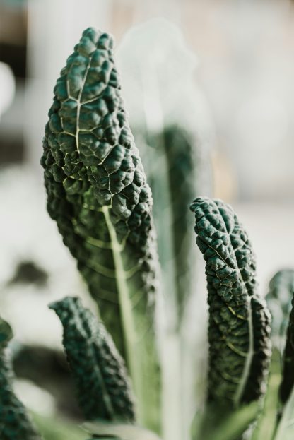 Kale toscano 200 gr