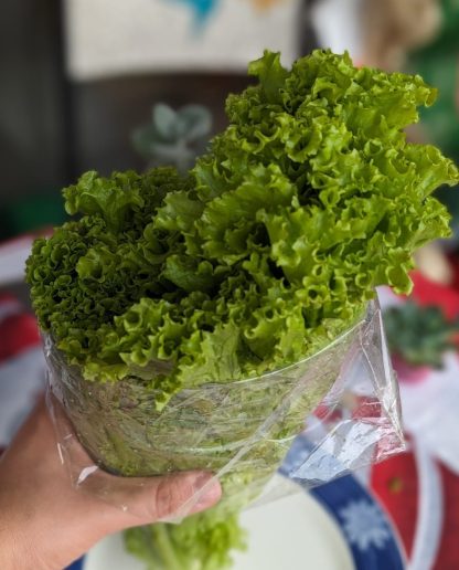 Lechuga de temporada