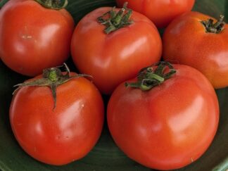 Tomate de cosecha kilo