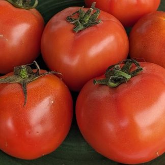 Tomate de cosecha kilo