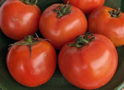 Tomate de cosecha kilo