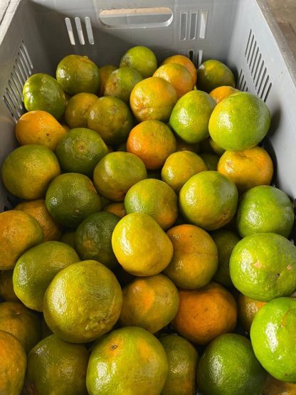 Mandarina Oneco Orgánica x Kilo