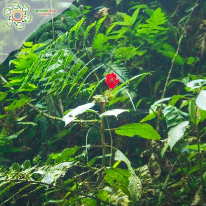 Paquete las 12 cascadas del Duende 2 días/ 1 Noche - Imagen 3