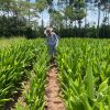 Cúrcuma en polvo de la Villa - Imagen 3