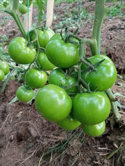 Tomate de cosecha kilo - Imagen 2