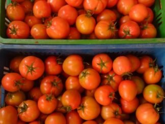 Tomate de cosecha kilo