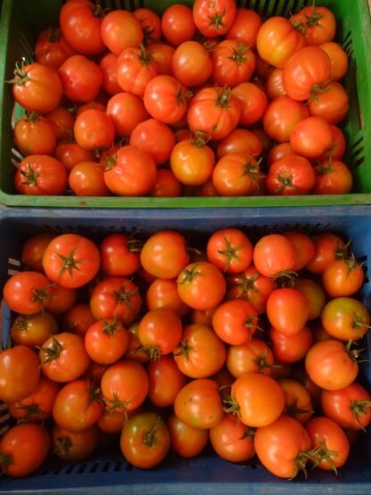 Tomate de cosecha kilo