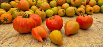 Tomate de cosecha kilo - Imagen 3
